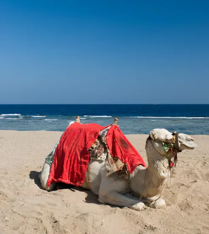 Tour en camello en Los Cabos